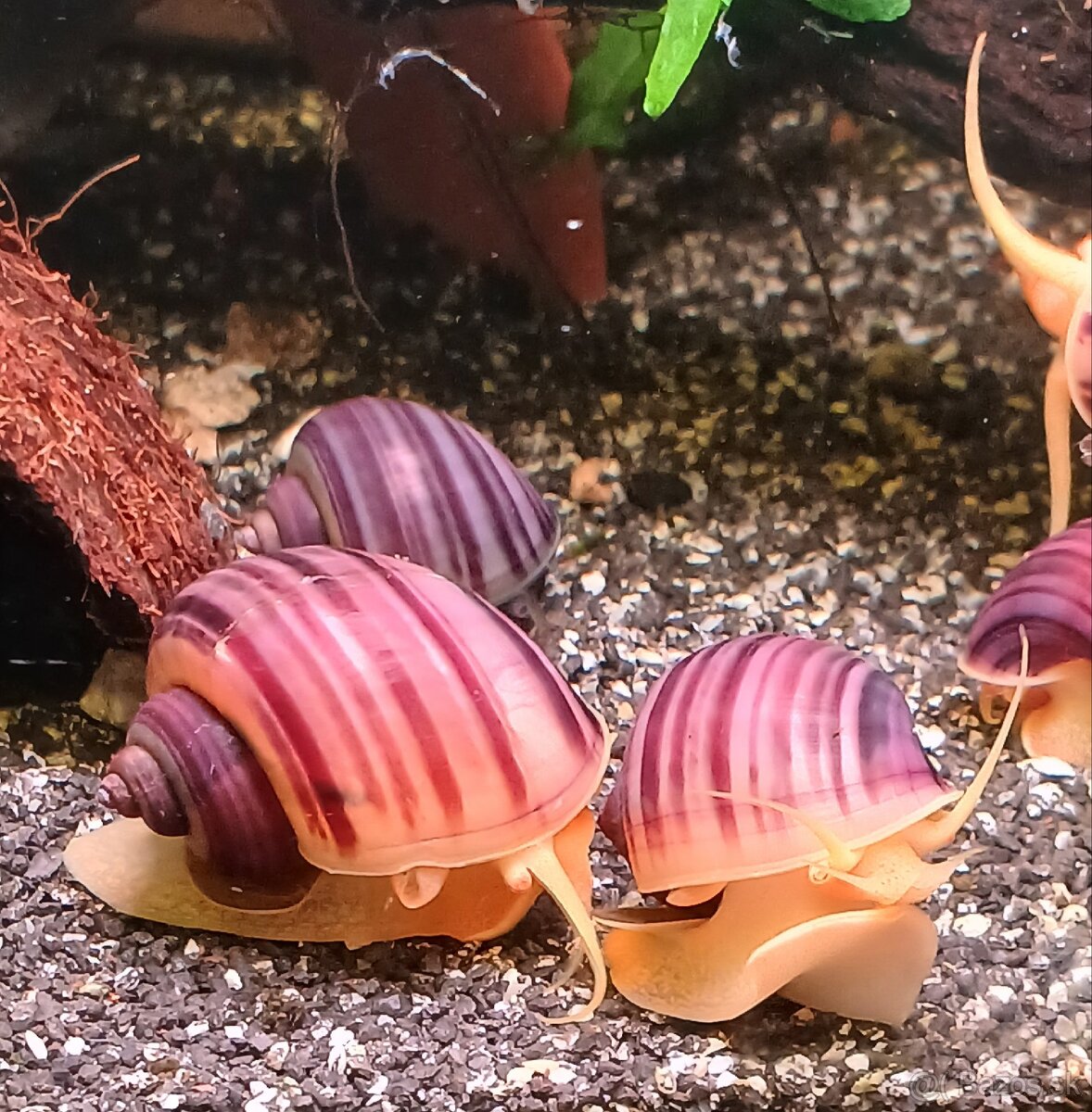 Slimáky Pomacea bridgesii - ružová Ampularia