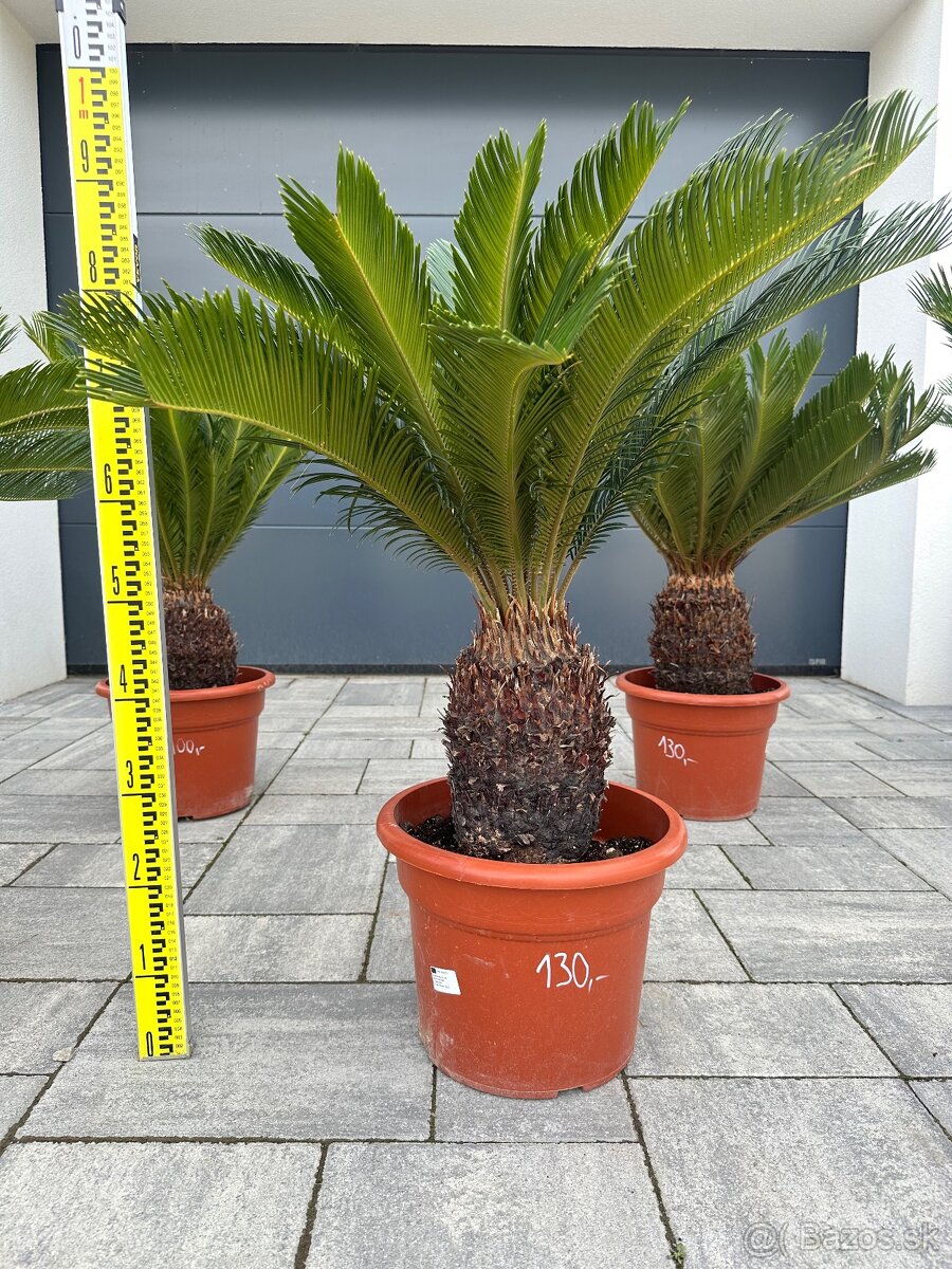 Cykas japonský (Cycas revoluta)