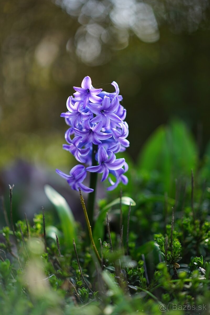 Cibuľky - Hyacinty