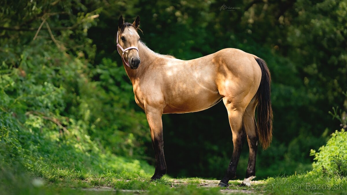 Dvouletá buckskin Quarter Horse klisna, nominace na Futurity