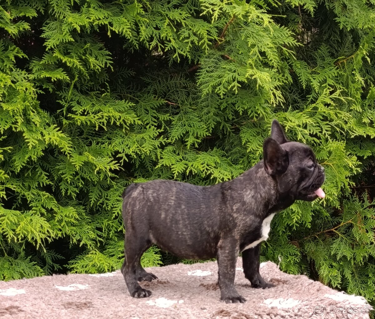 Francúzsky buldoček s PP/French bulldog