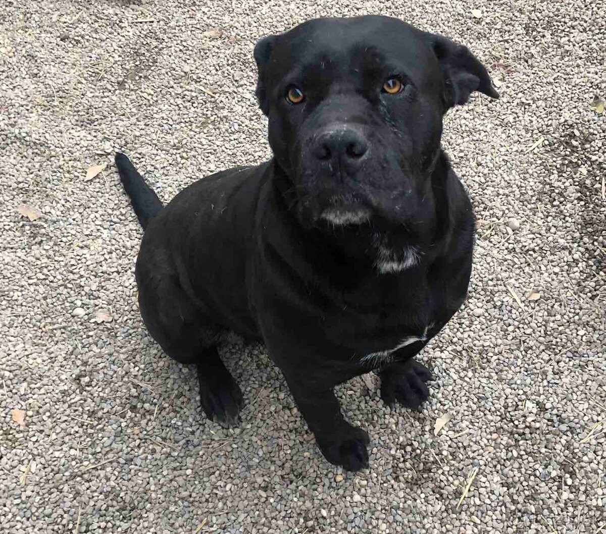 Cane Corso