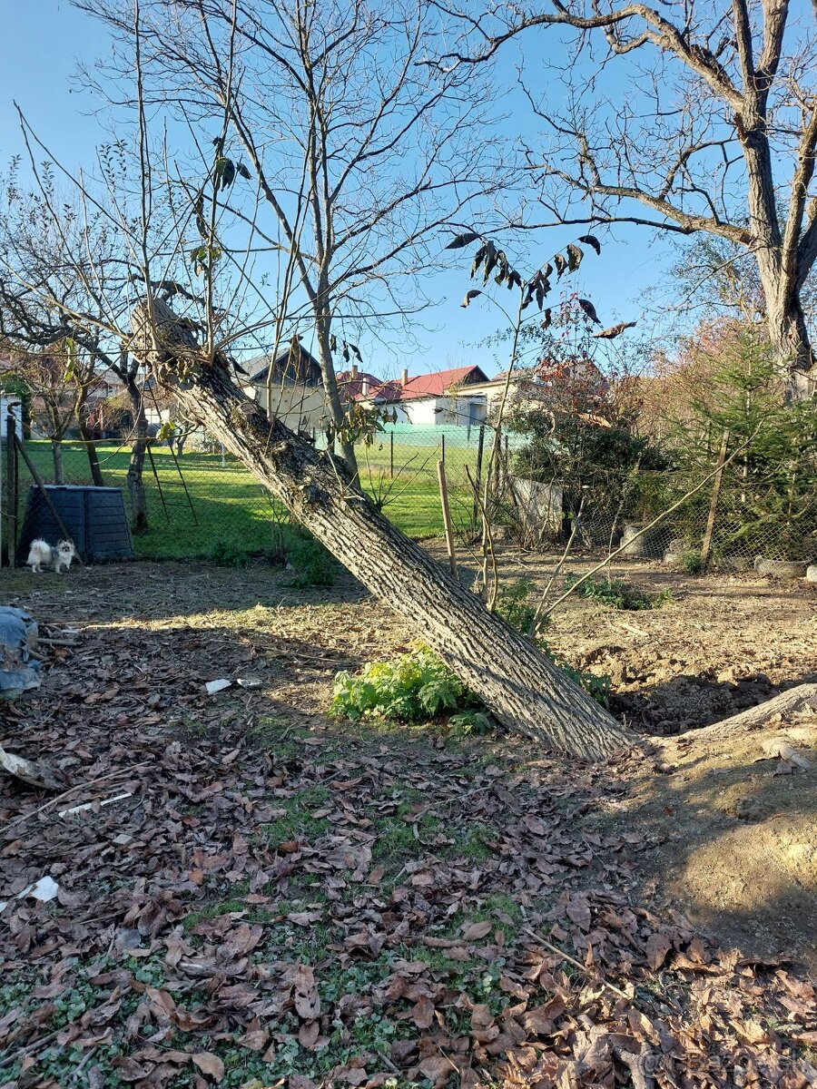 Darujem štiry orechy.za simbolicku cenu