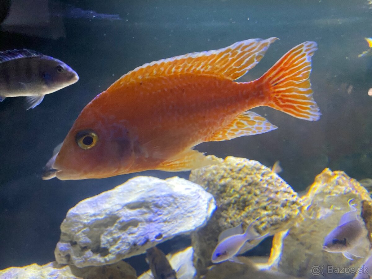 Cichlidy Malawi Aulonocara fire fish