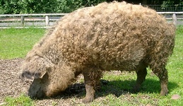 Predám mangalica. Eladó mangalica.