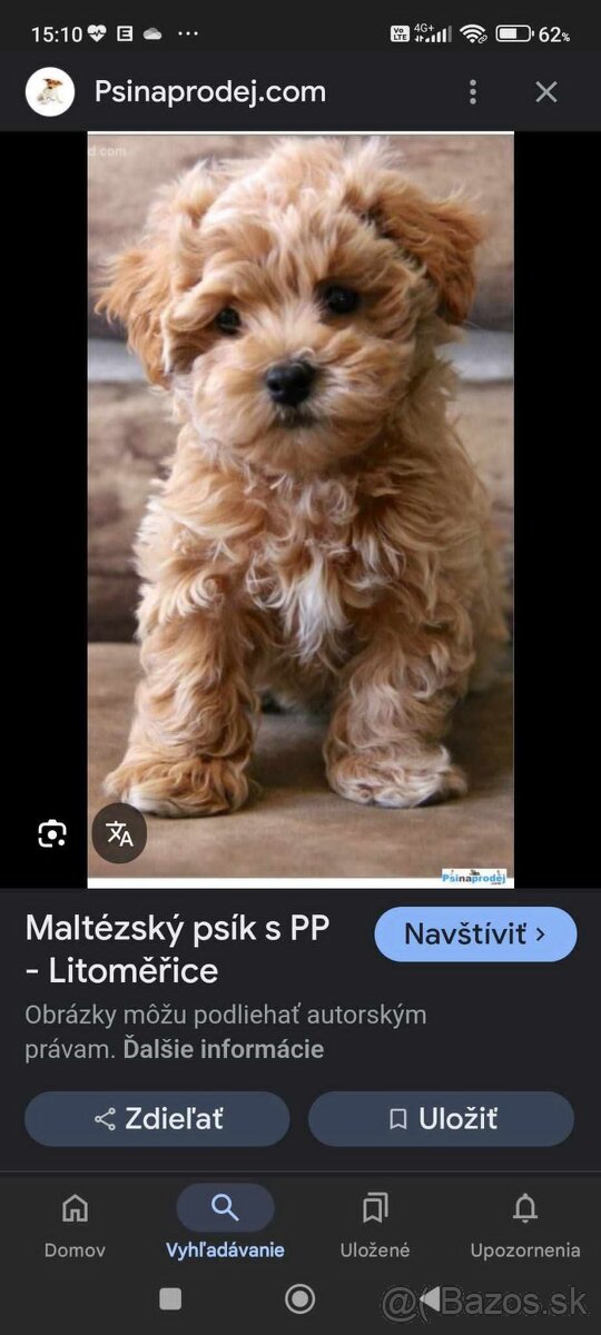 Kúpim šteniatko Maltipoo