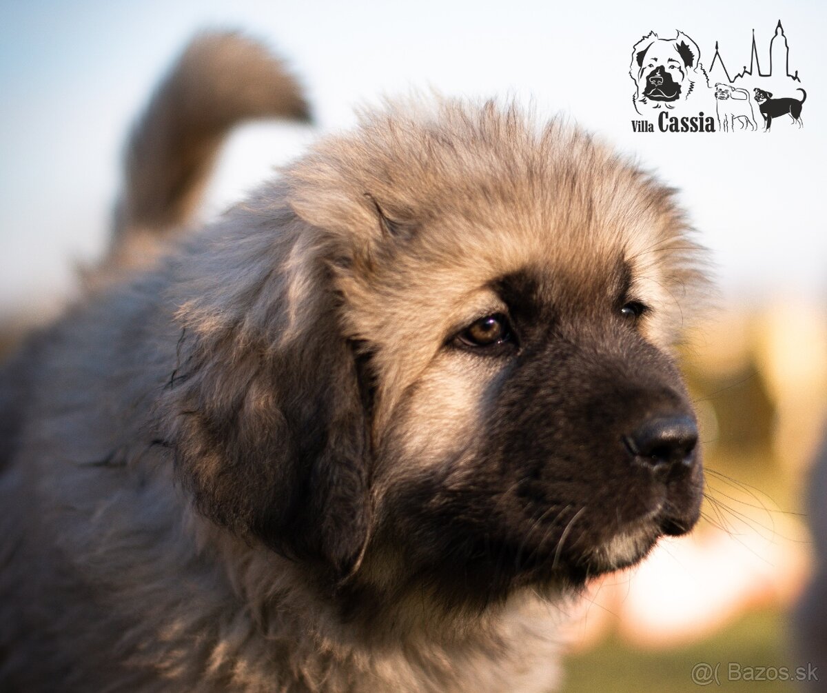 Kaukazský ovčiak - Kaukazak - Caucasian shepherd dog -FCI PP