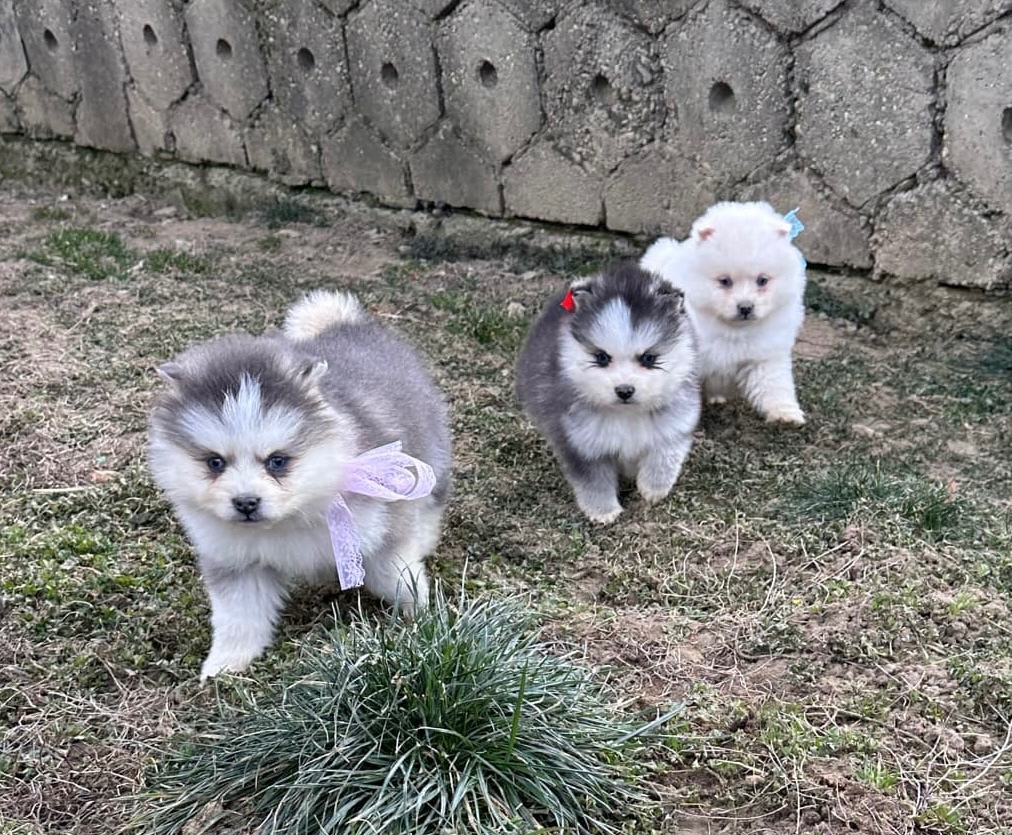 Pomsky / Pomeranian / Husky