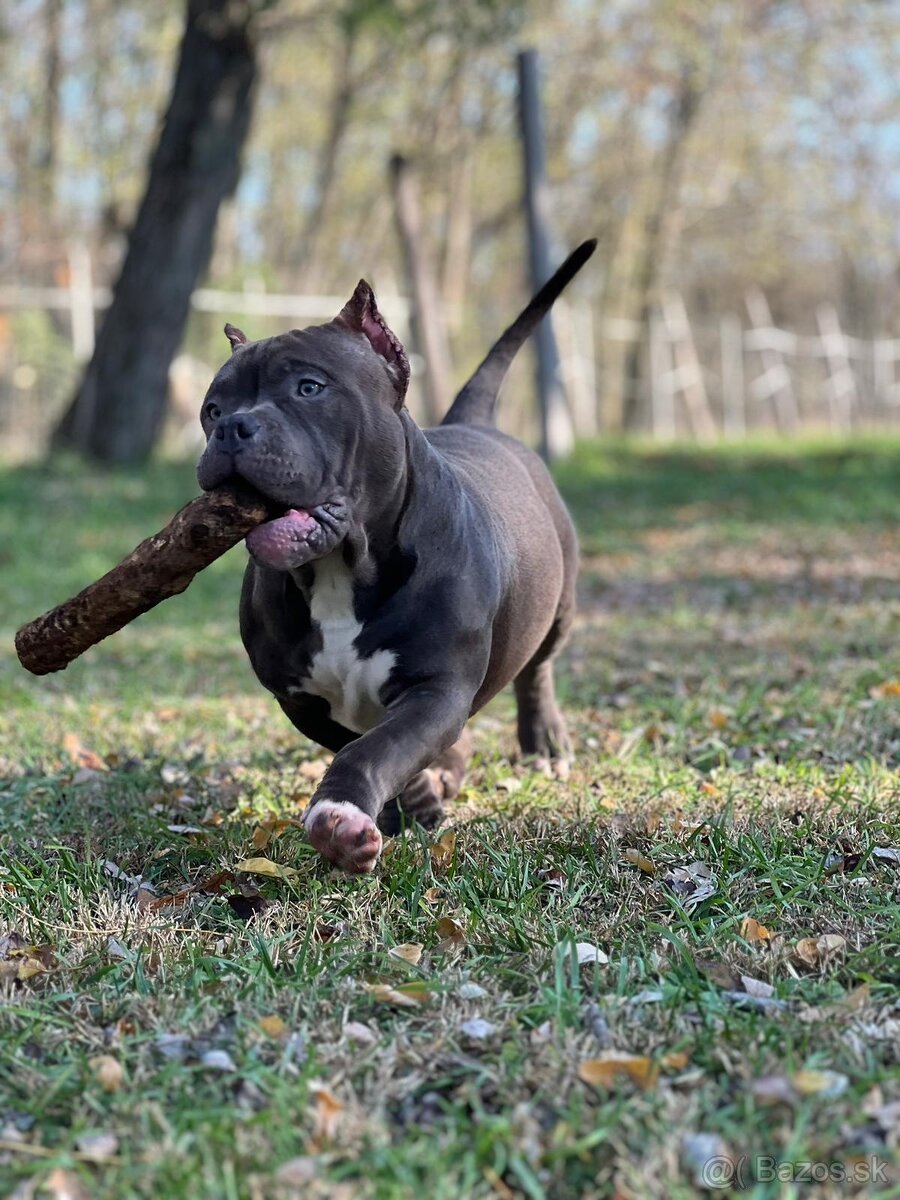 American Bully Pocket