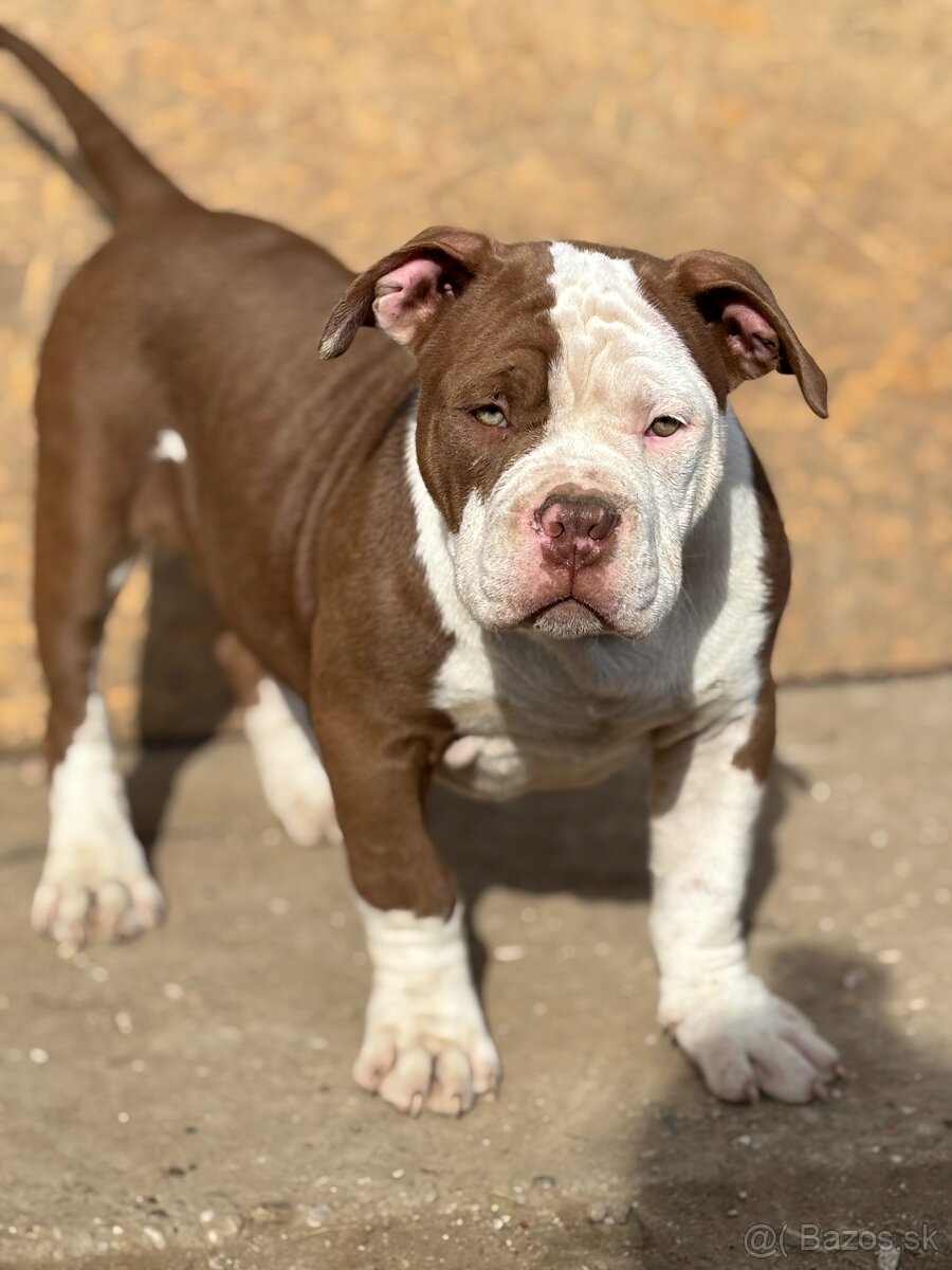 American Bully