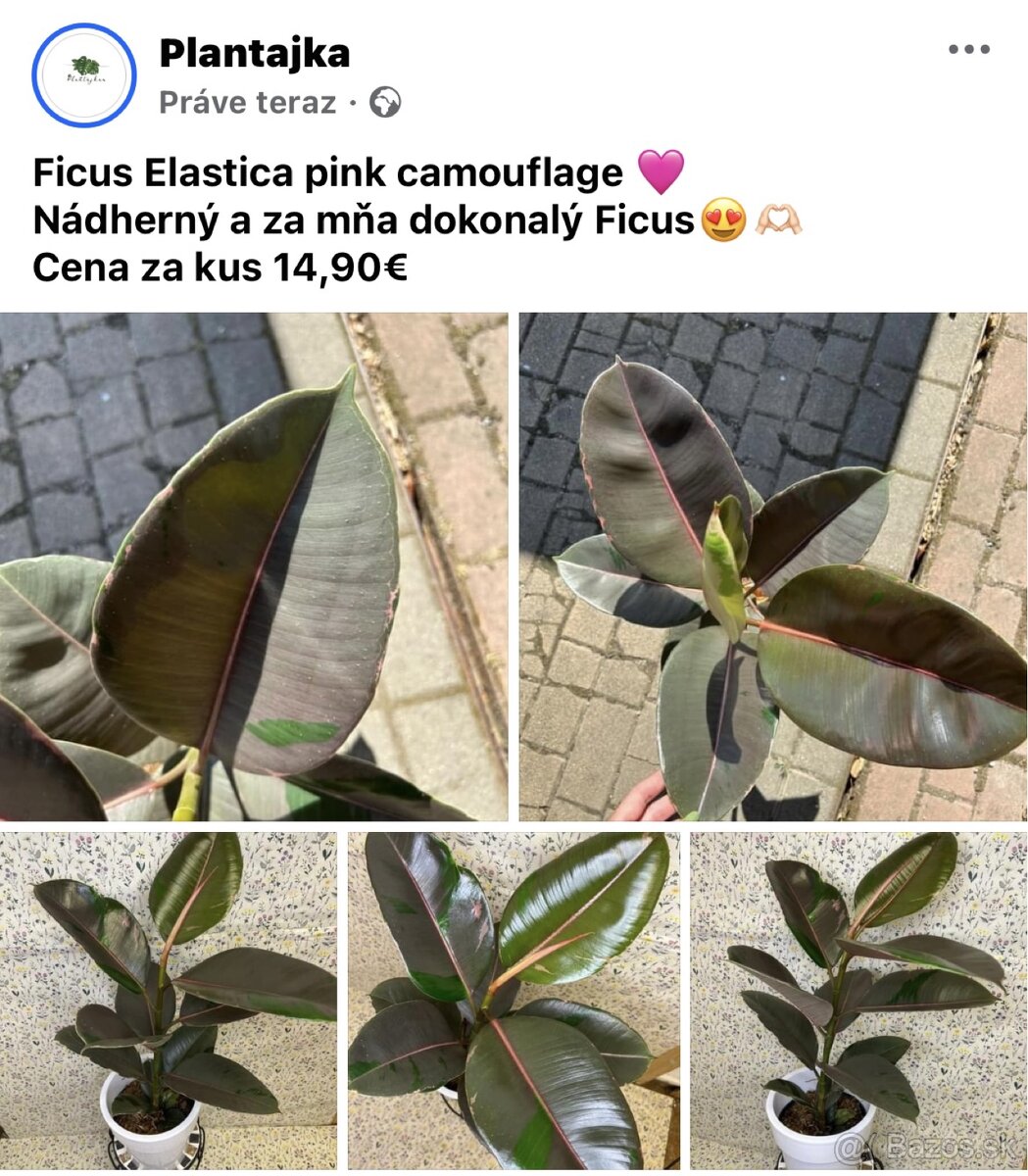 Ficus Elastica pink camouflage