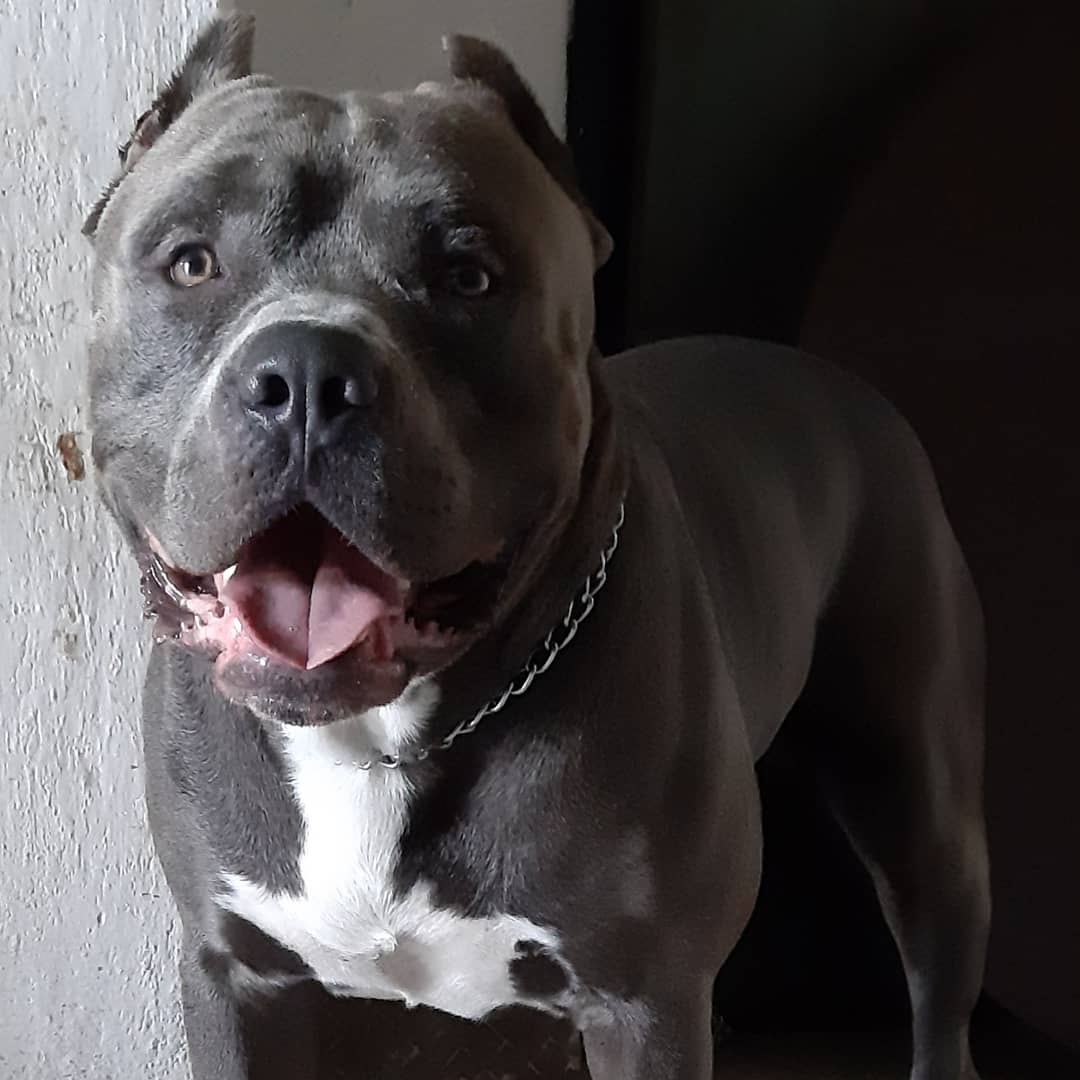 American bully xxl