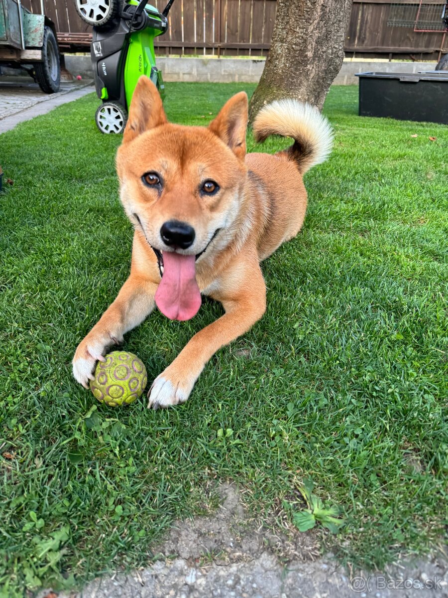 Ponúkam na párenie plemeno Shiba Inu