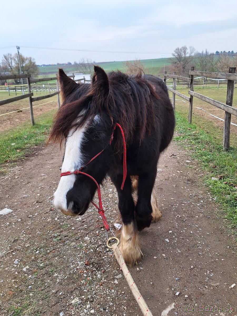 Irsky cob kobyla v apríli 2roky