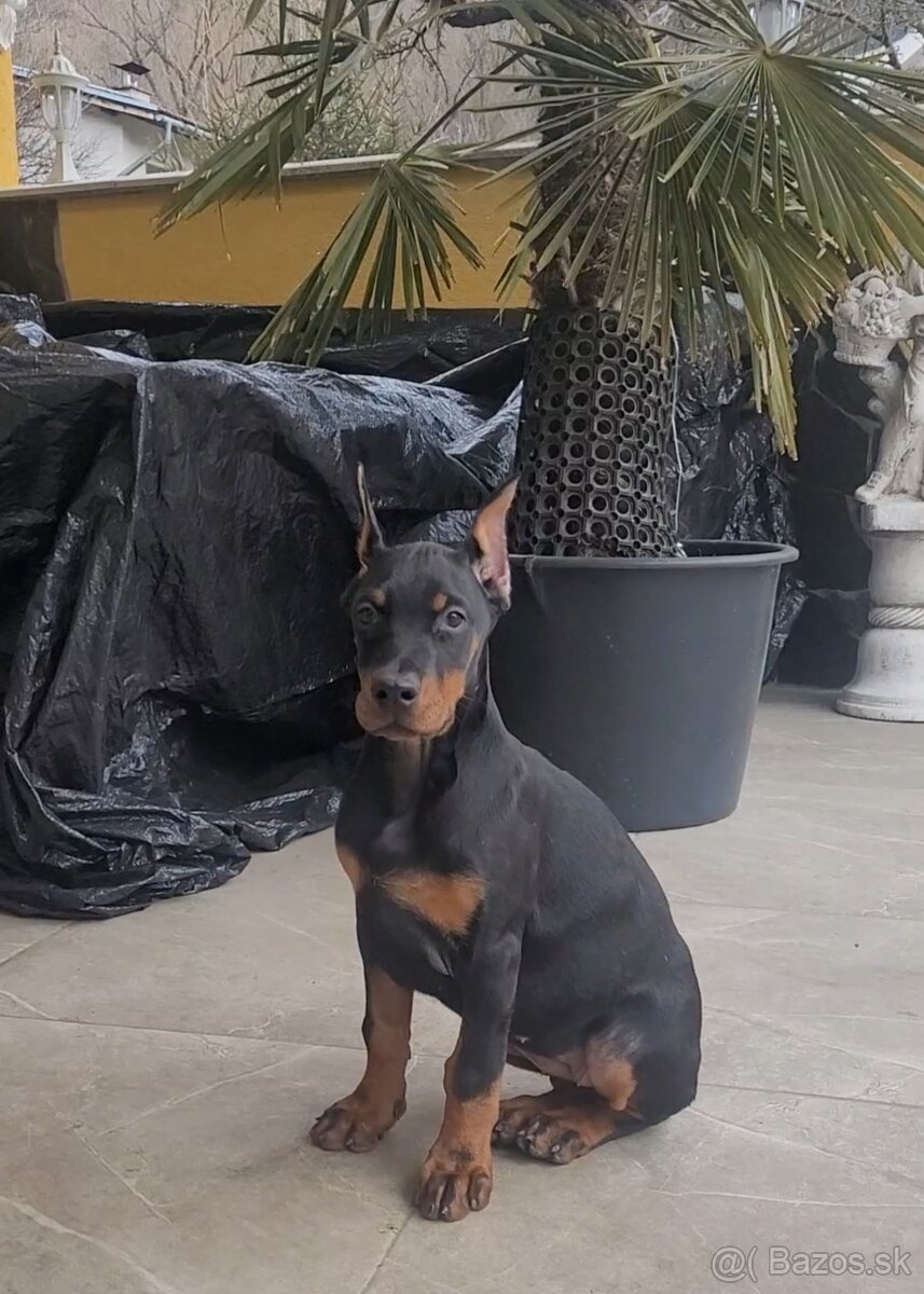 DOBERMAN ŠTENIATKA S FCI P.P