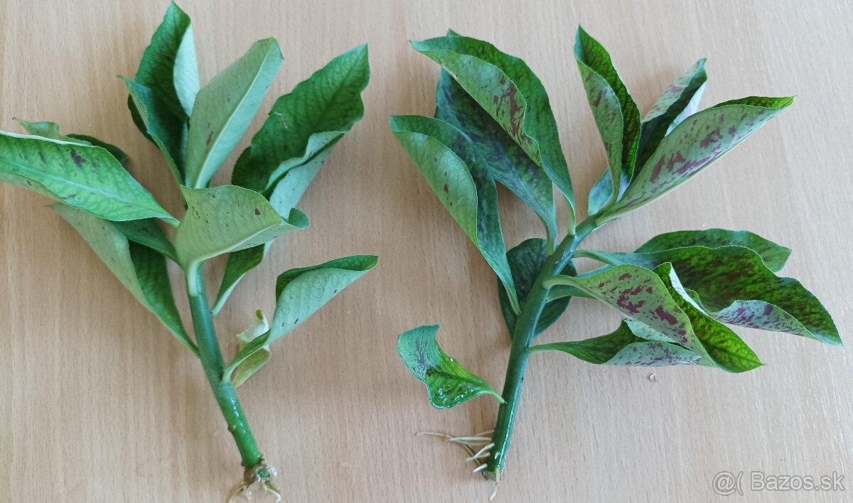 Synadenium grantii rubra resp. pereskiaefolium (Gumovník) Eu