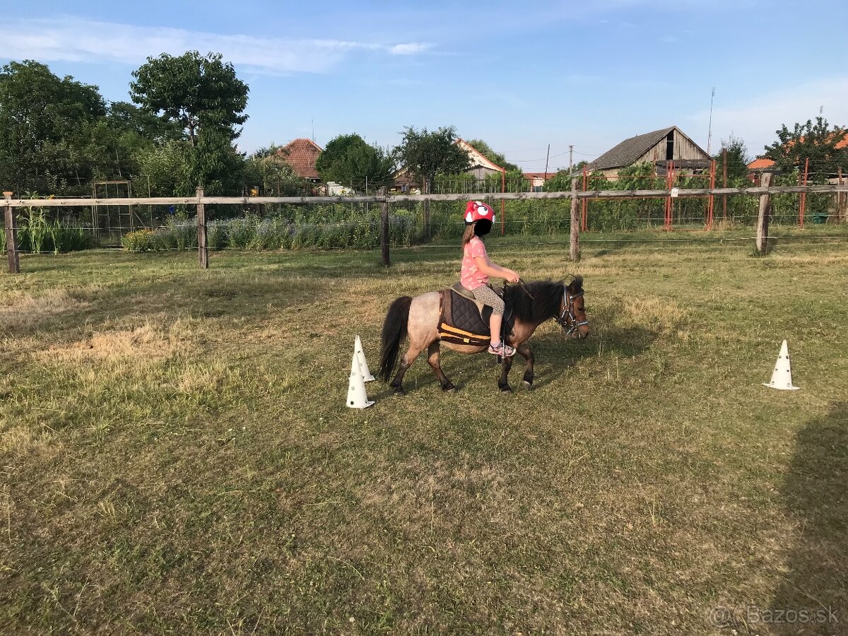 Shetland pony, typ mini poník