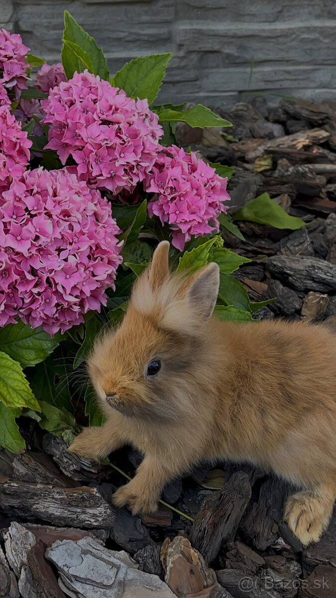 malý zajačik