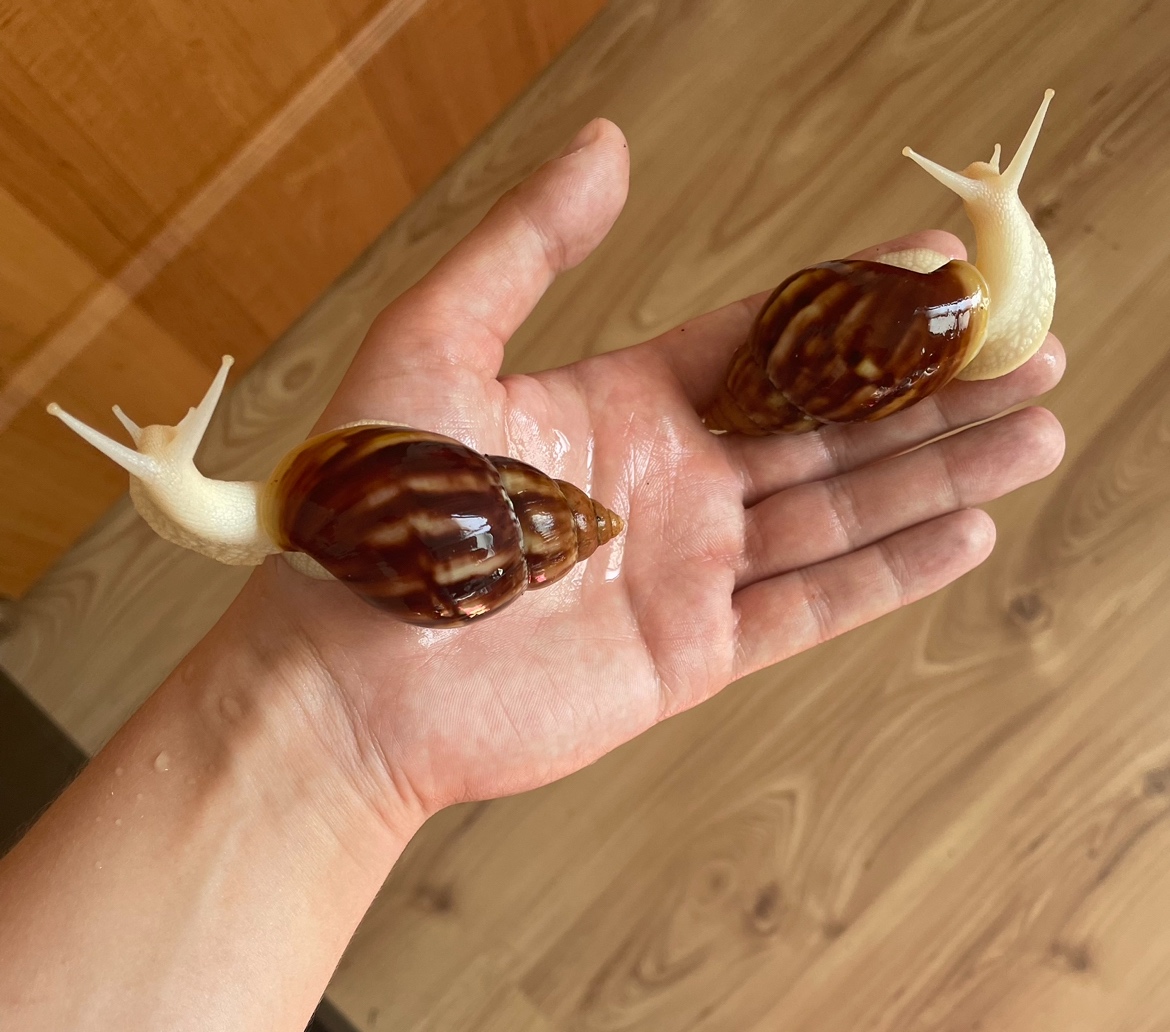 Achatina (Africký slimák) albino body