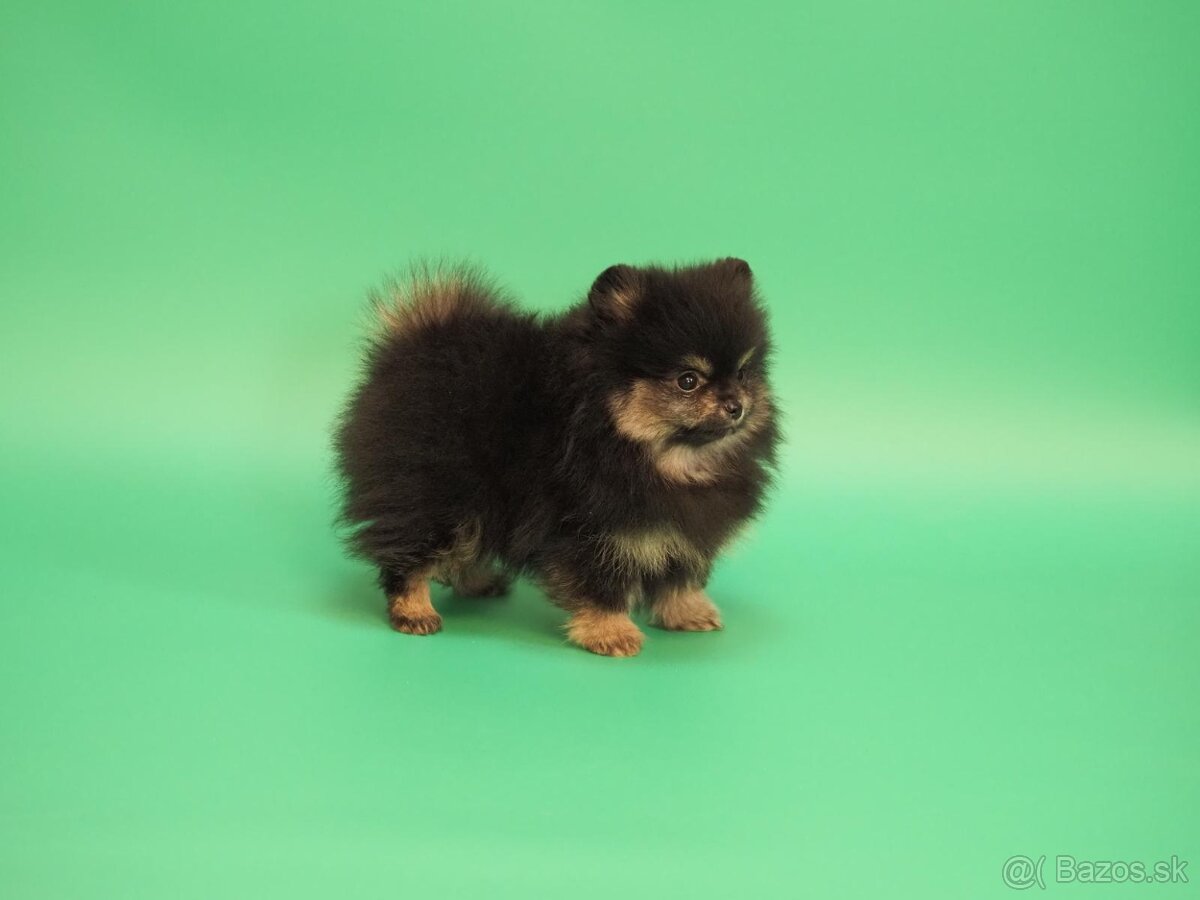 Pomeranian s PP