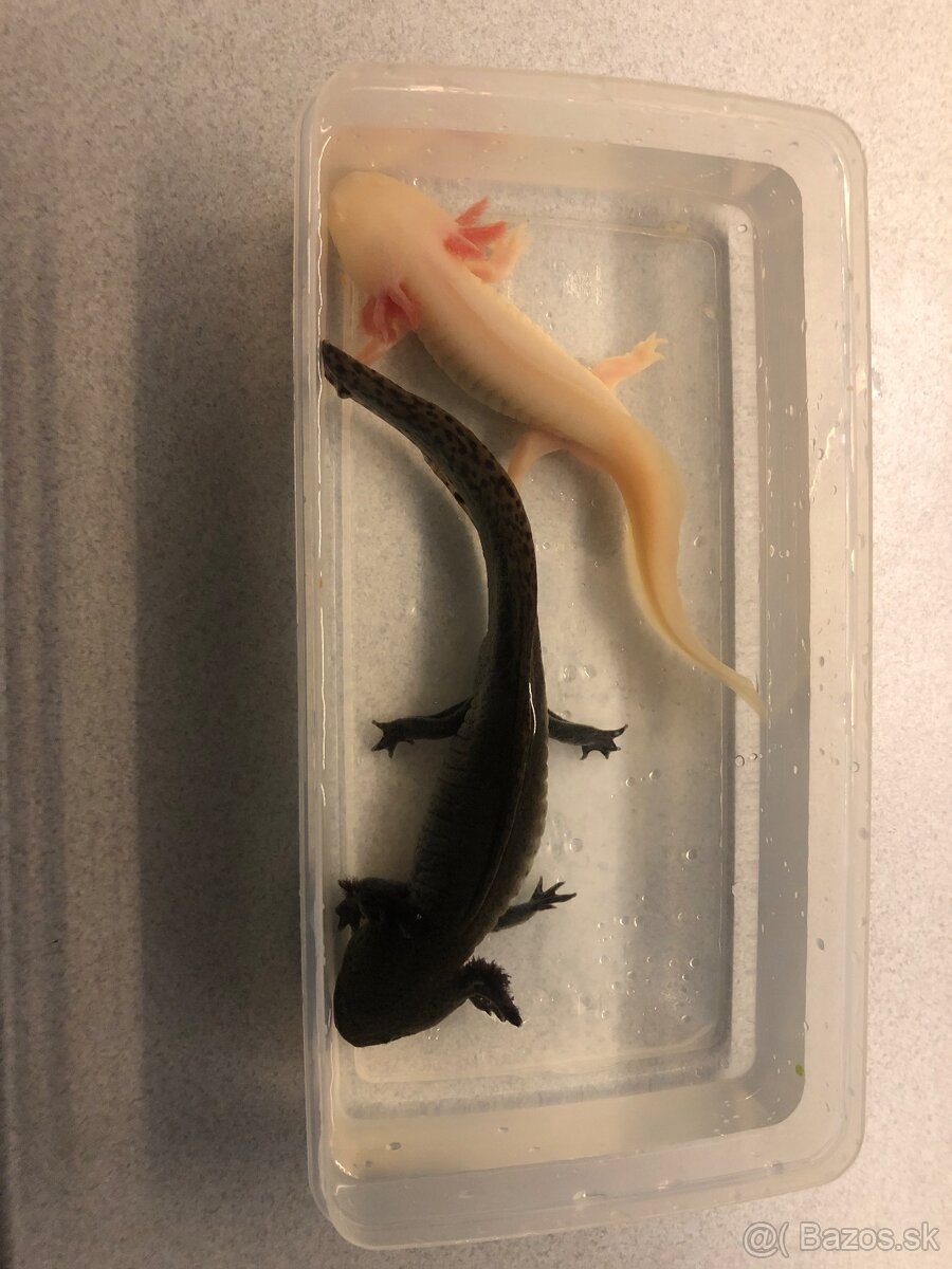 Axolotl mexický