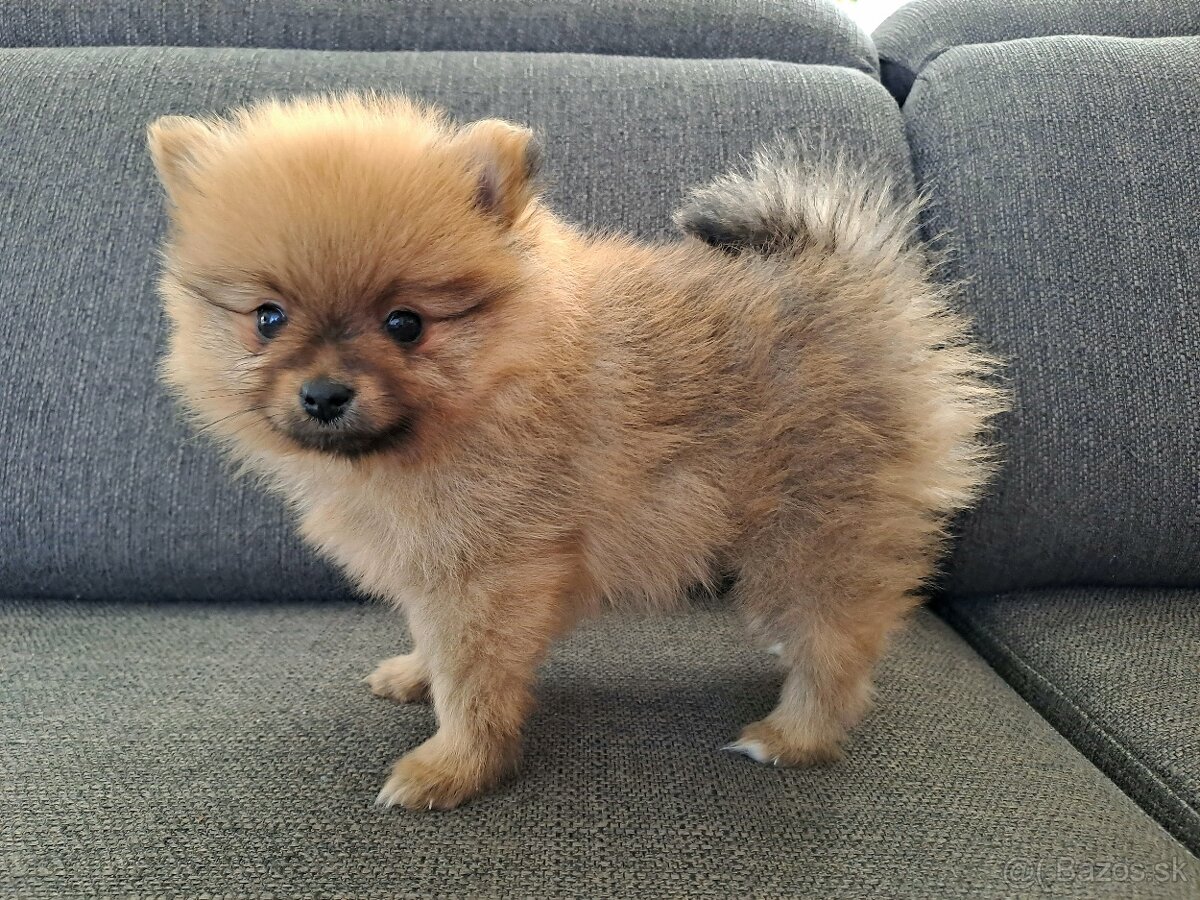 Pomeranian samček