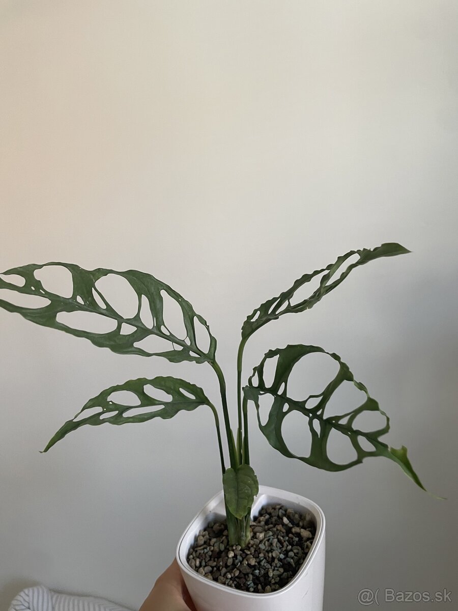 Monstera obliqua