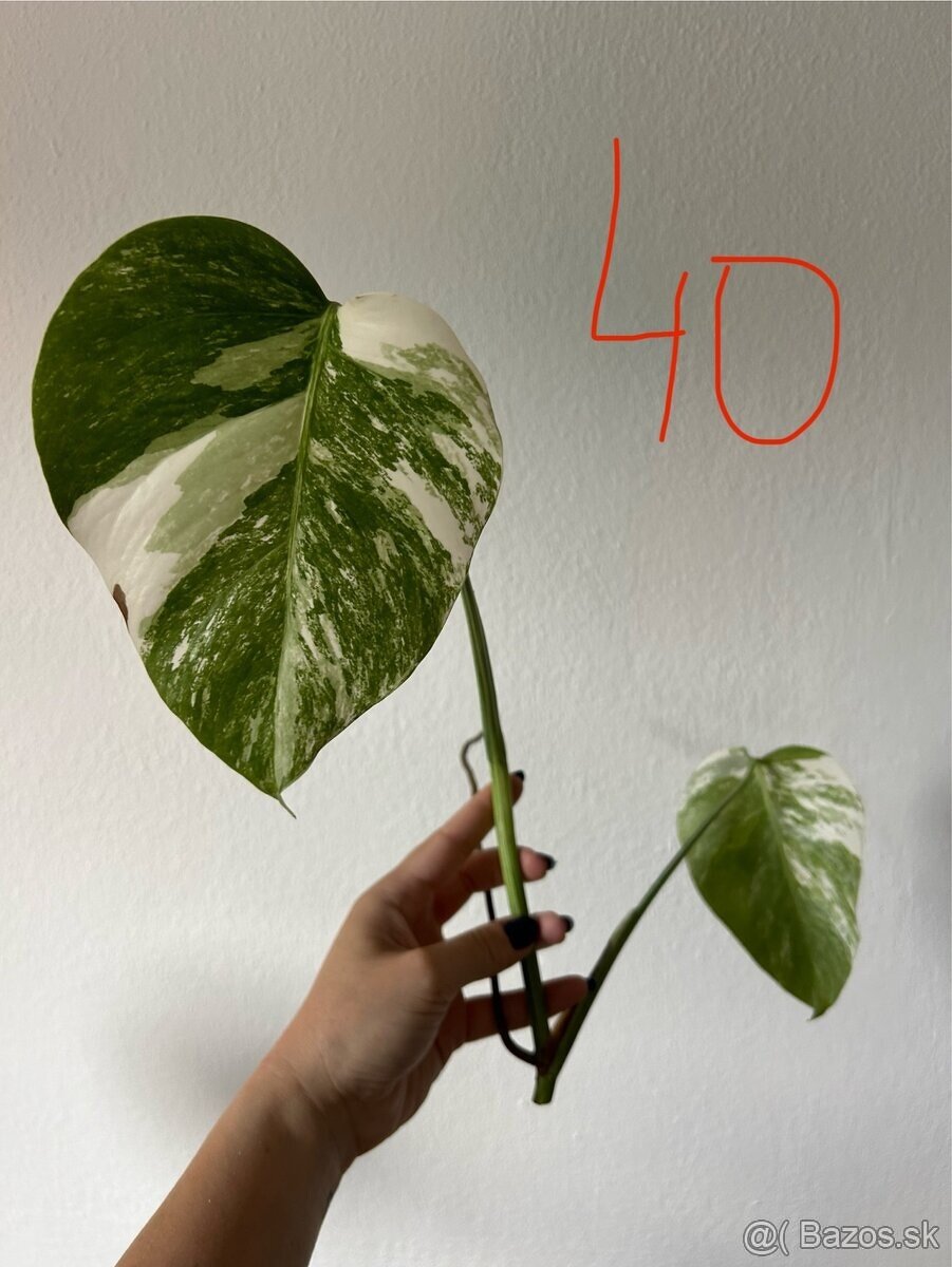 Monstera albo - vrcholový odrezok