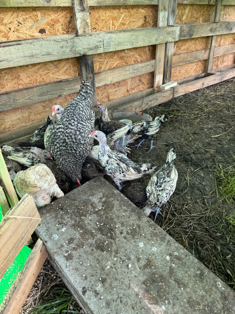8 Týždňové kurčatá