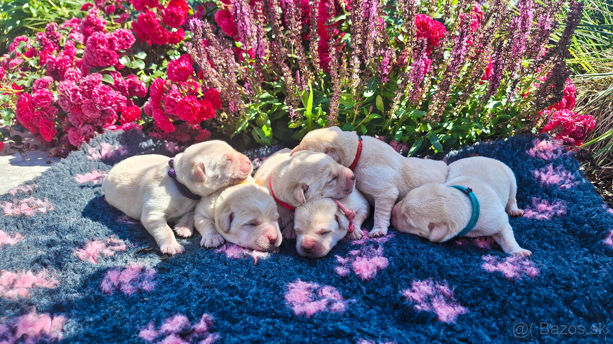 Labradorský retriever - sučka s PP