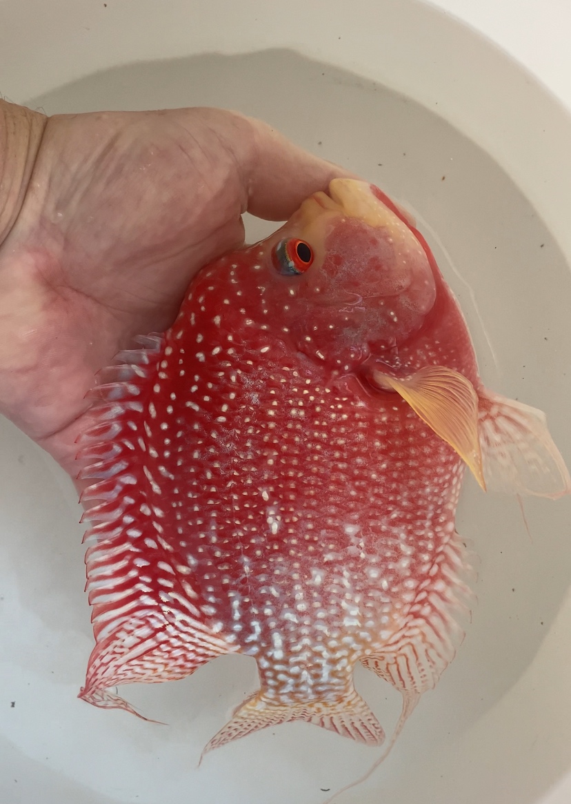 Flowerhorn samce predám