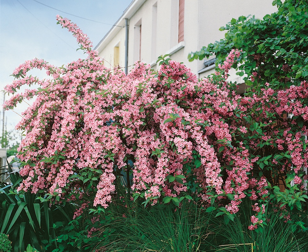 Waigela ROSEA - dospelý krík - aktuálne cca 90+ cm