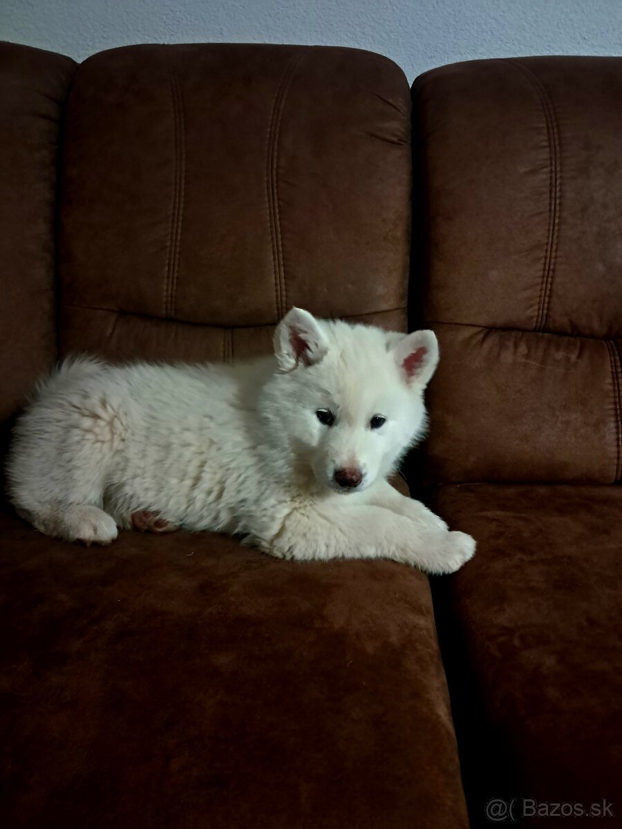 Akita inu+Husky