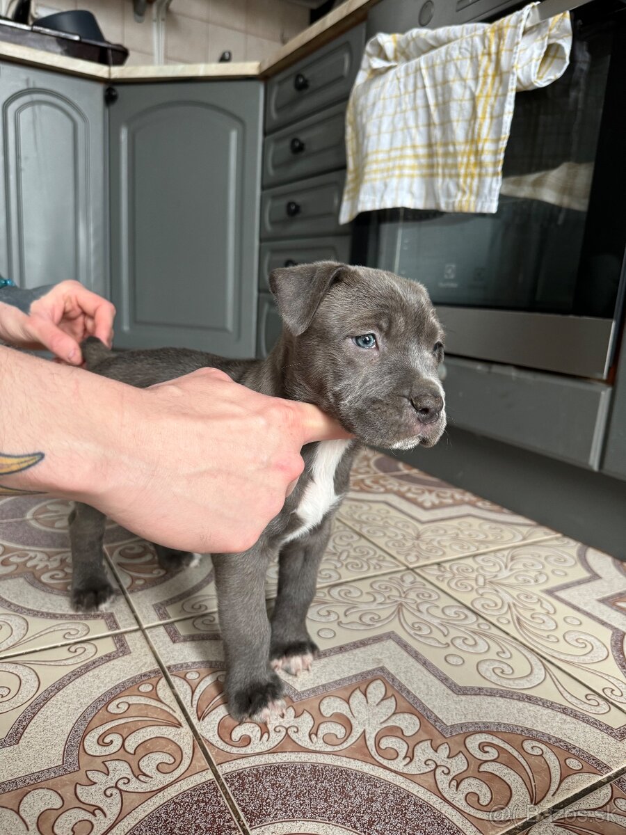 Bandog x Stafford posledná fenka