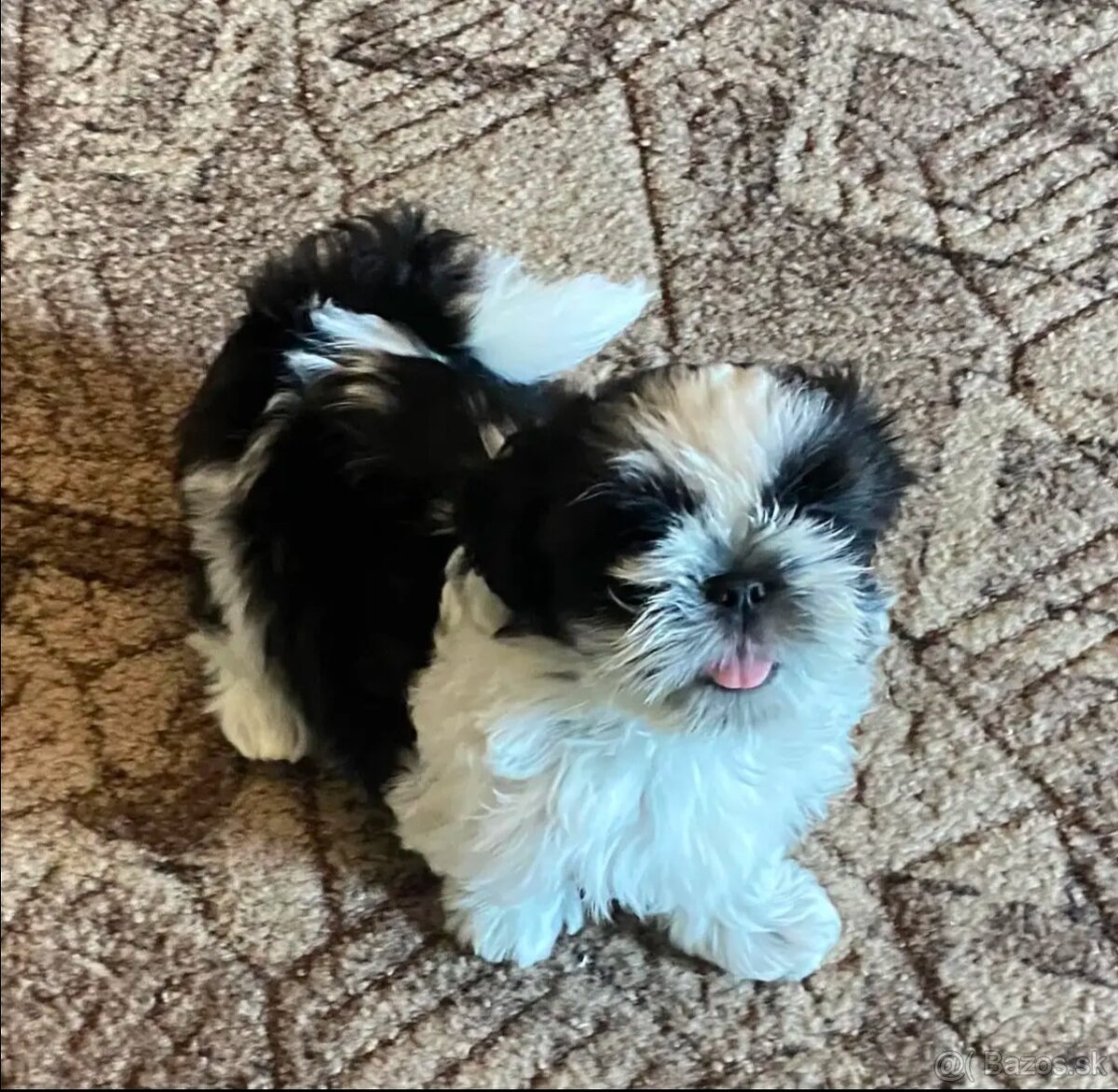 Štěňata shih tzu