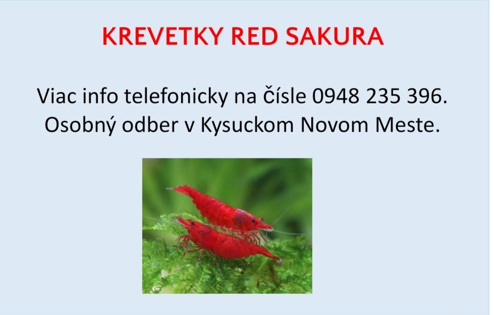  SYTOCERVENE KREVETKY SAKURA OD 1,50/KS