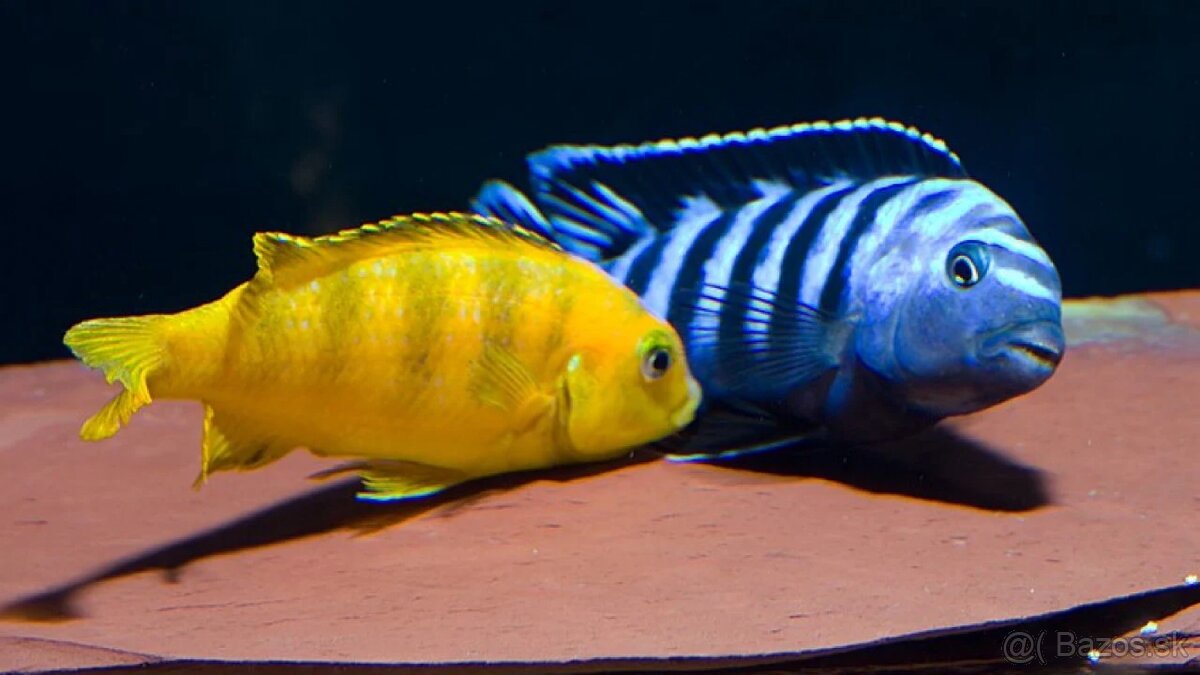 Pseudotropheus Saulosi, Chindongo, Cichlidy