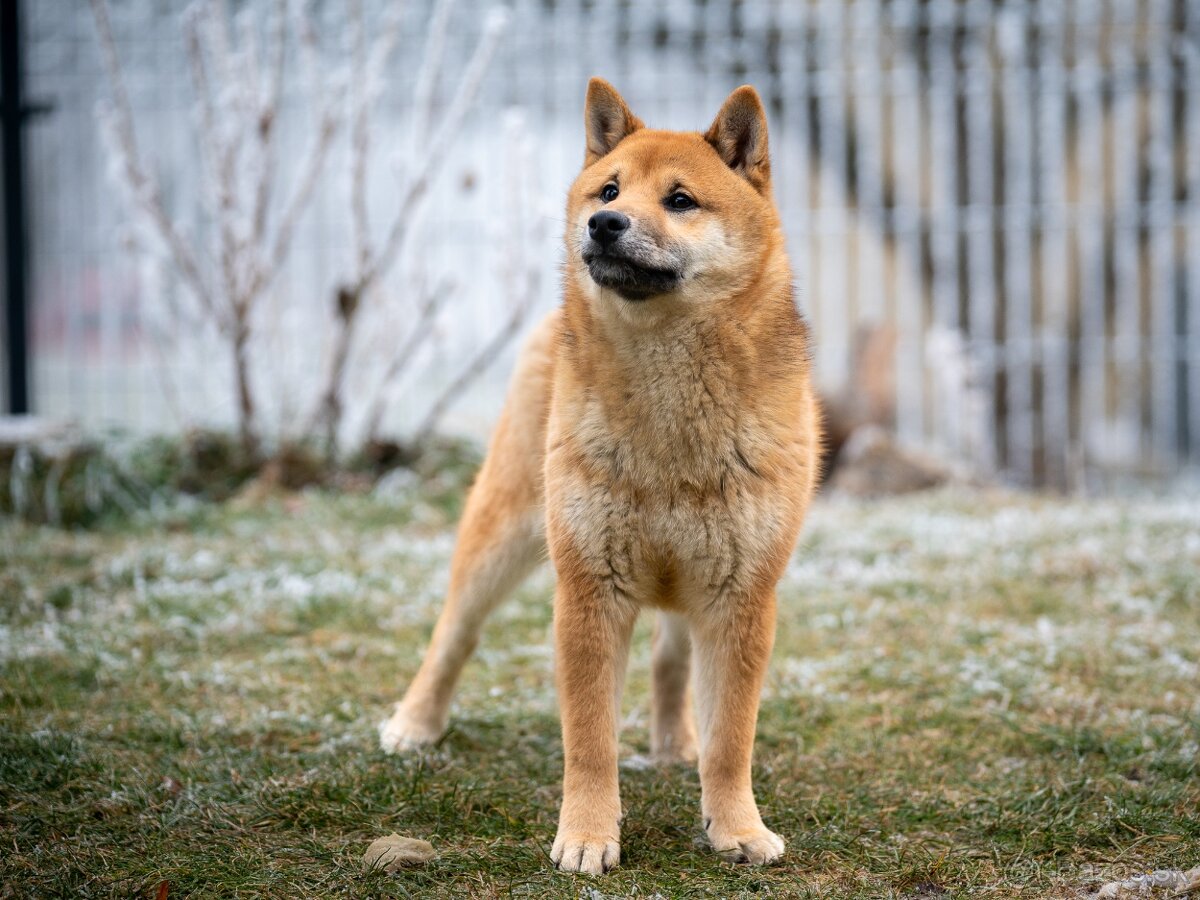 Shiba inu