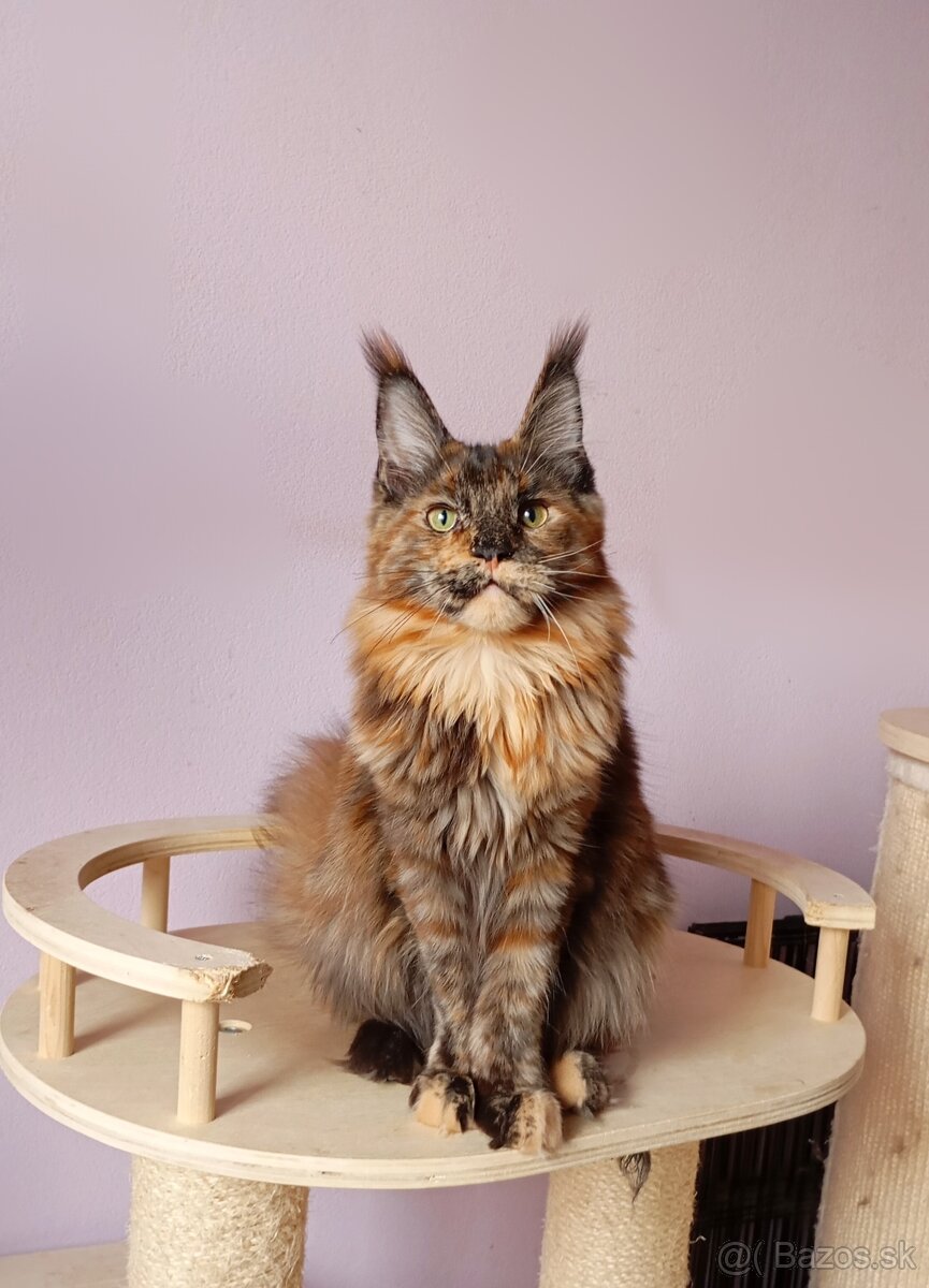 Maine Coon s PP