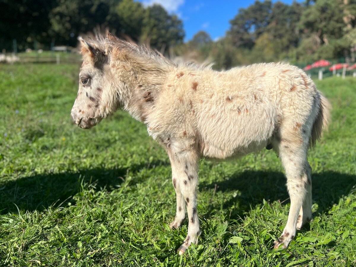 Predám poníka šlachtěna miniappaloosa