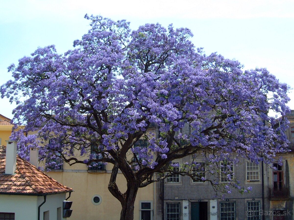 Paulownia plstnatá - Paulownia tomentosa SEMENÁ