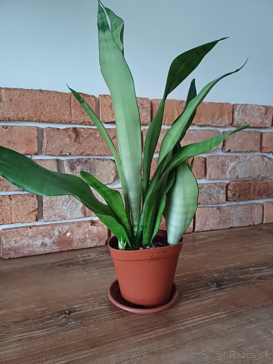 Sansevieria