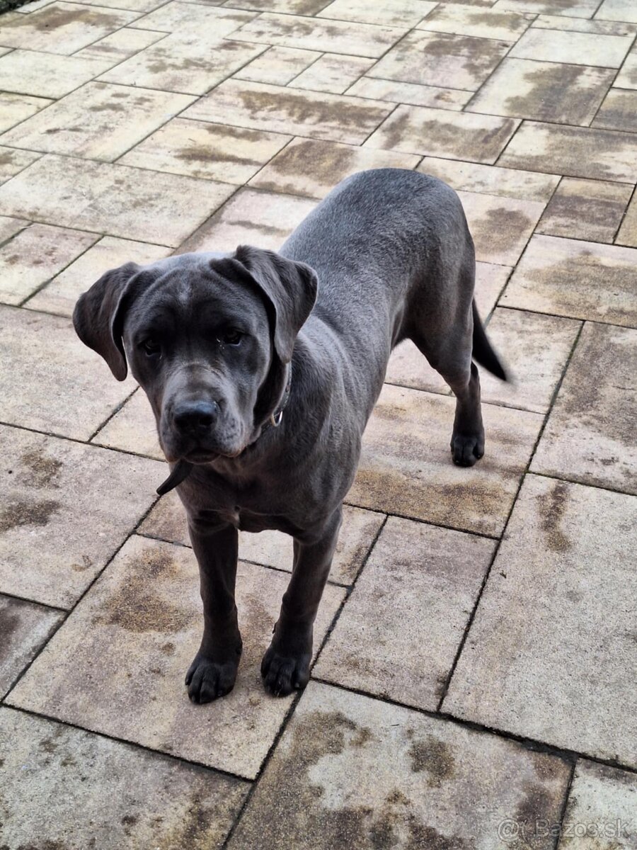 Cane corso