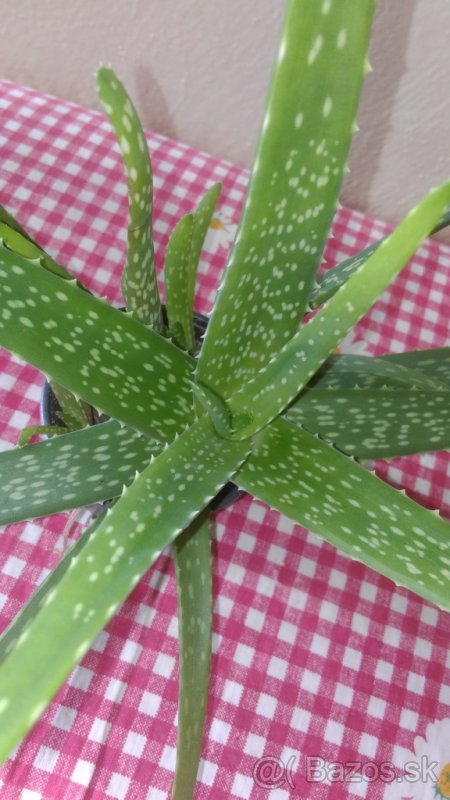 Aloe vera a sukulenty