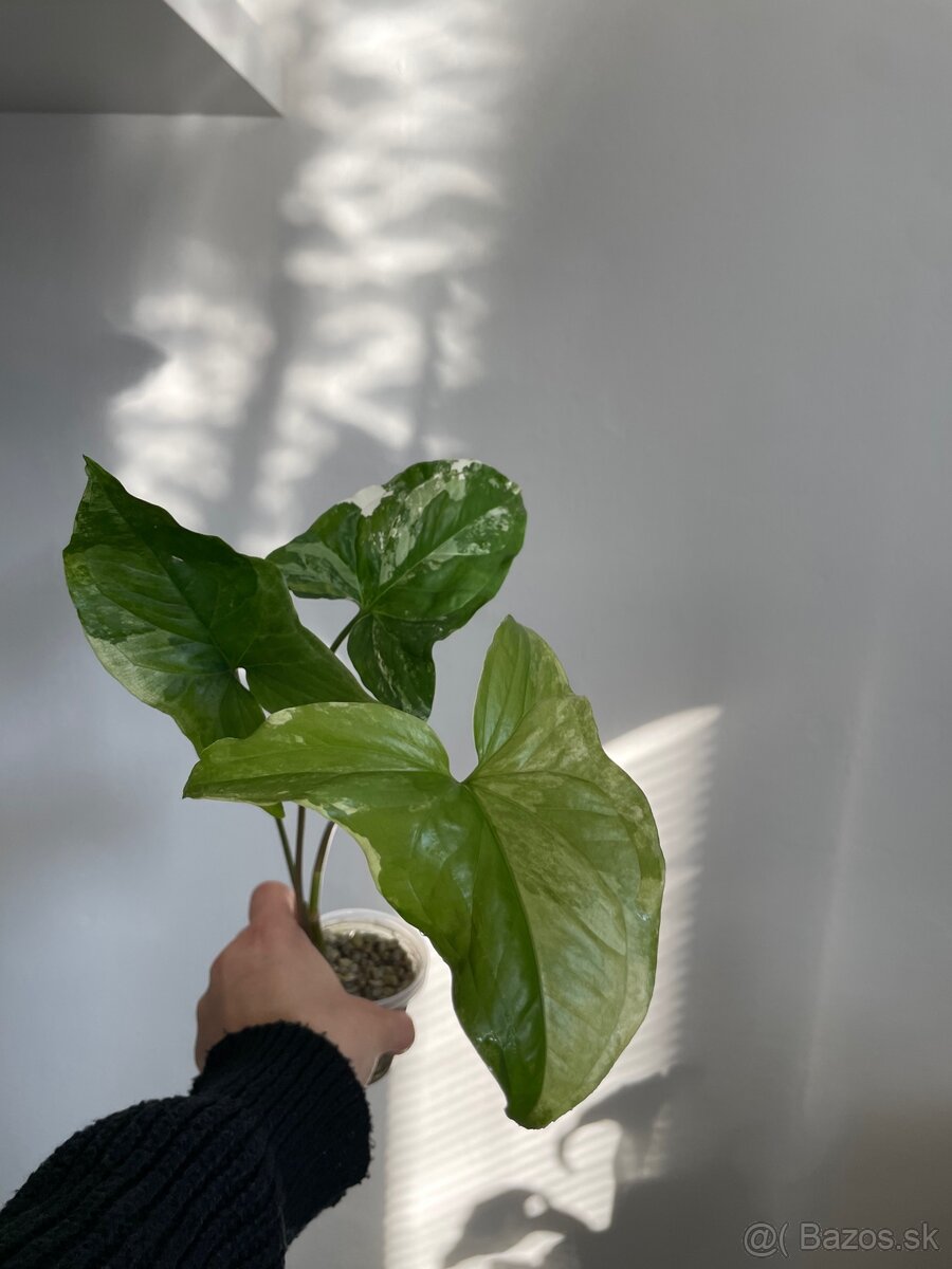 Syngonium albo