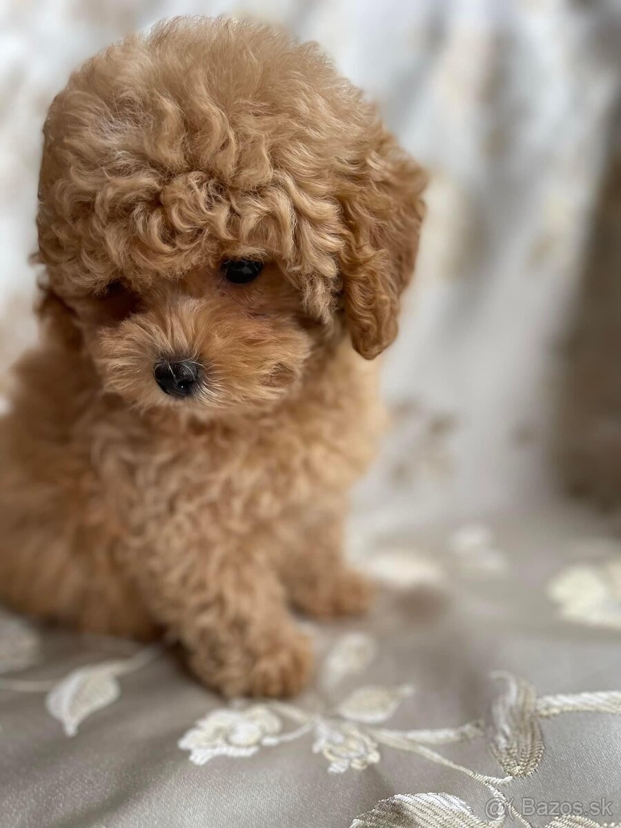 ❤️ Mini premium poochon / bischpoo steniatko