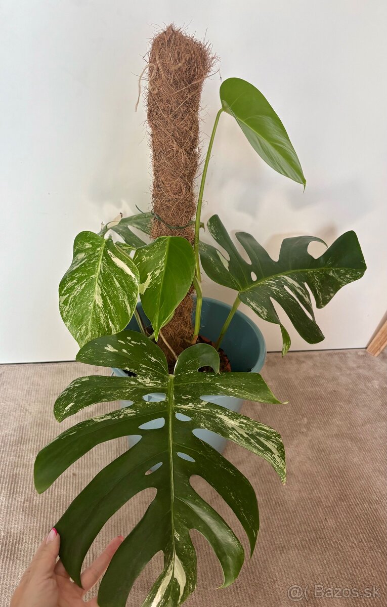 Monstera Albo - rastlina 70cm