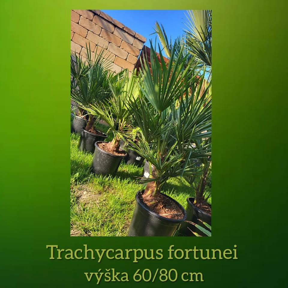 Trachycarpus Fortunei