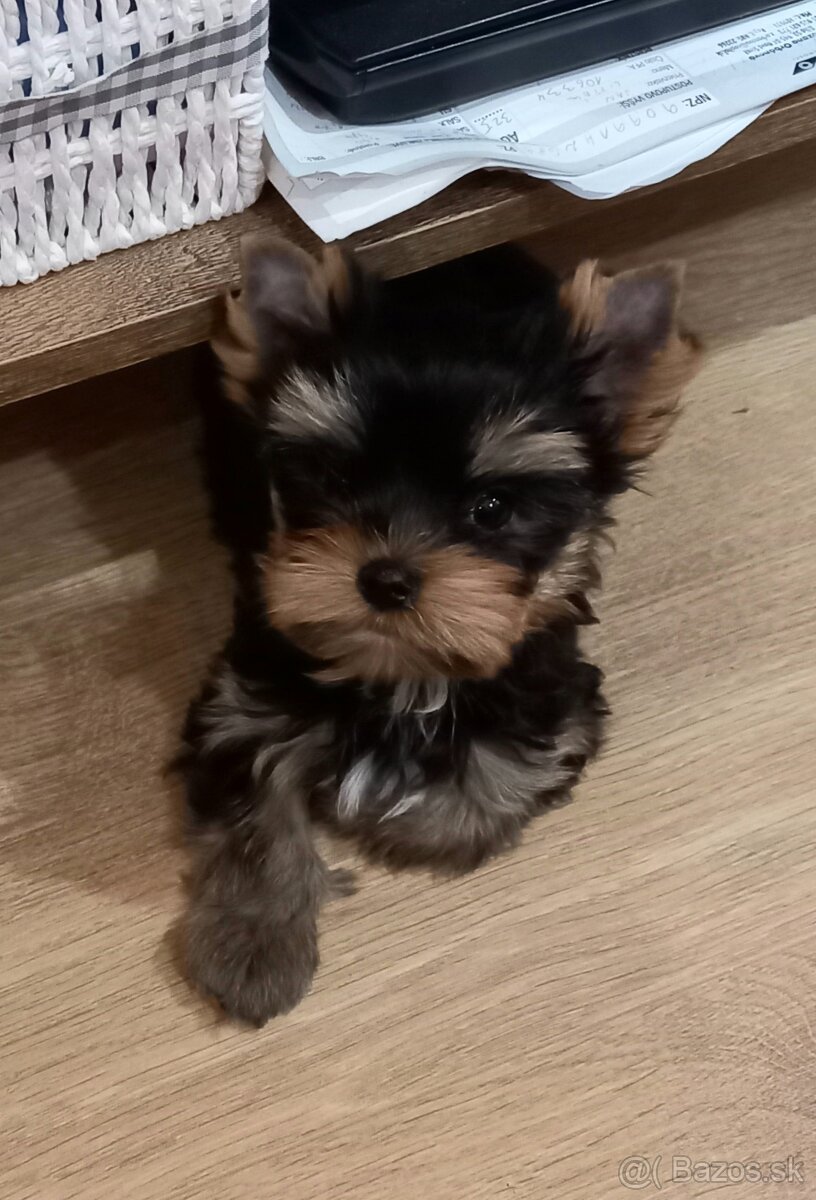 YORKSHIRE TERRIER  - psík s PP