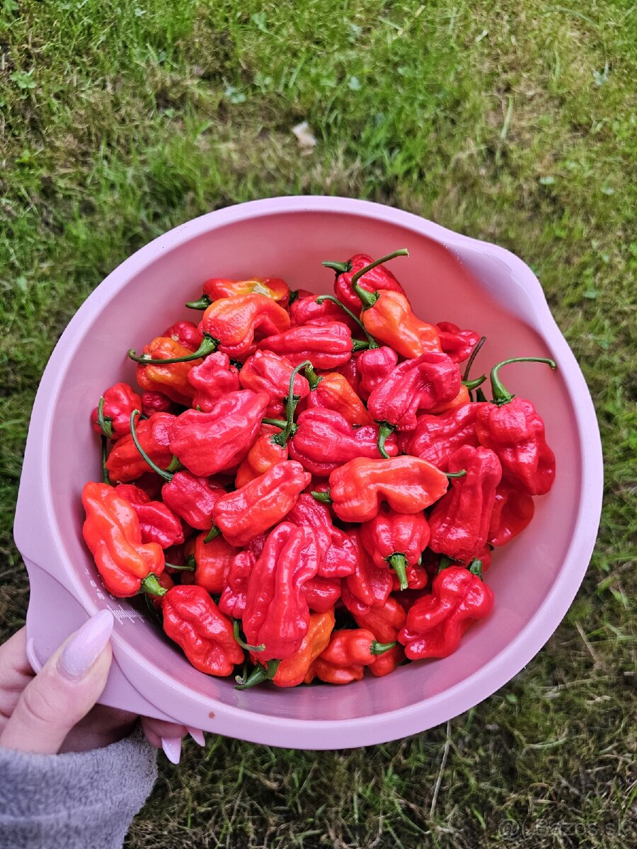 Carolina Reaper